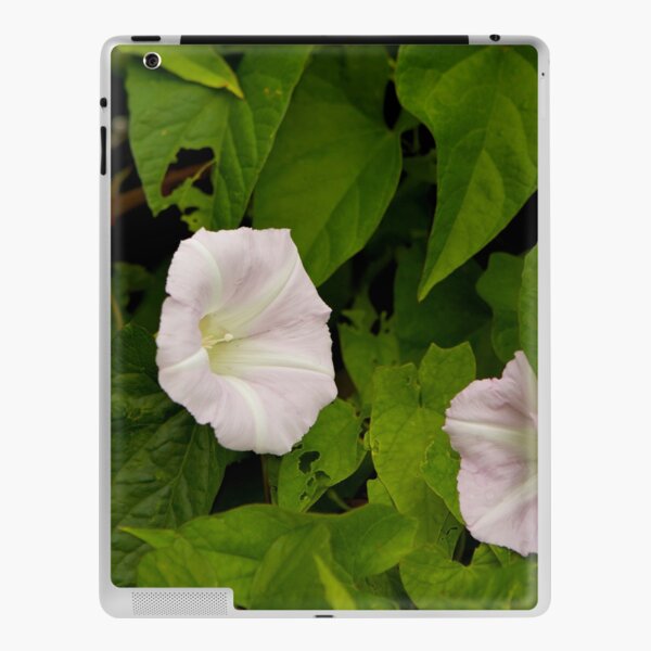 Sea Bindweed, Muckross Head, Donegal iPad Skin