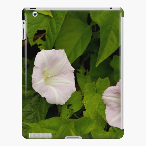 Sea Bindweed, Muckross Head, Donegal iPad Snap Case