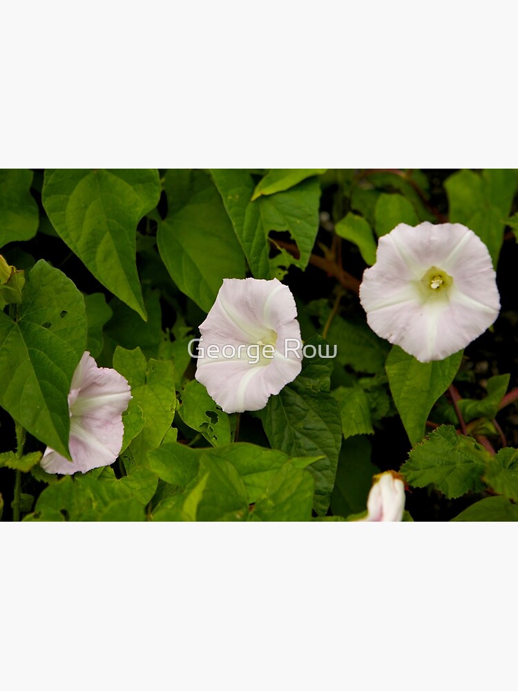 Sea Bindweed, Muckross Head, Donegal by VeryIreland