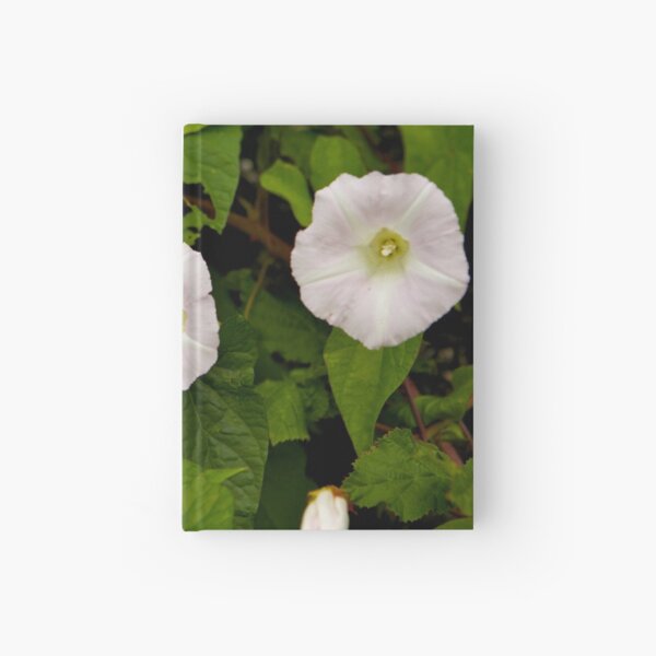 Sea Bindweed, Muckross Head, Donegal Hardcover Journal