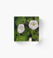 Sea Bindweed, Muckross Head, Donegal Acrylic Block