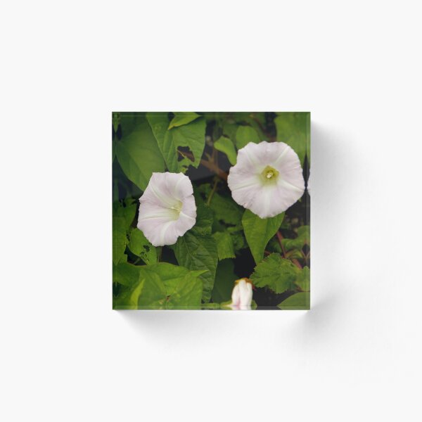 Sea Bindweed, Muckross Head, Donegal Acrylic Block