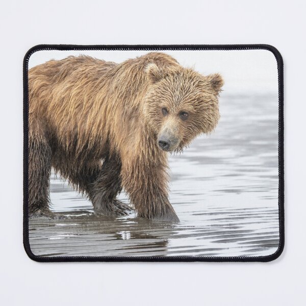 Item preview, Brown Bear Digging for Clams Alaska 2 designed and sold by PhotoArt by Joan Carroll.