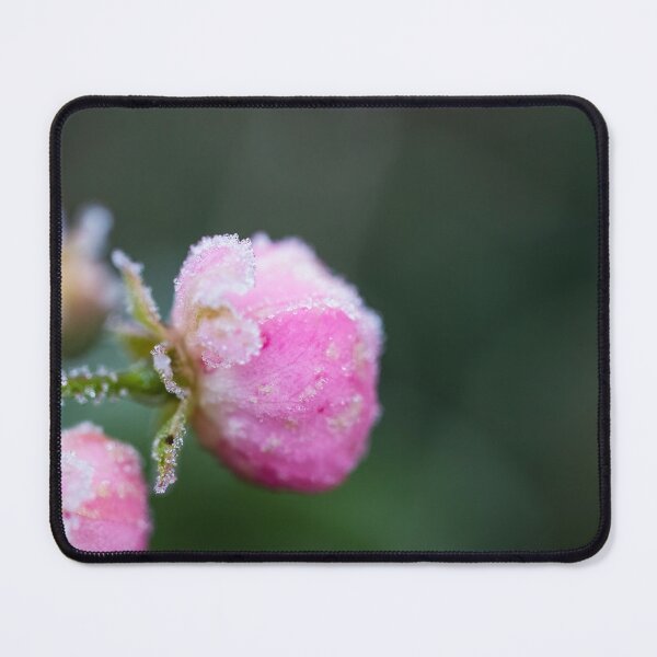 Item preview, Frosty Rosebud designed and sold by AeMPhoto.