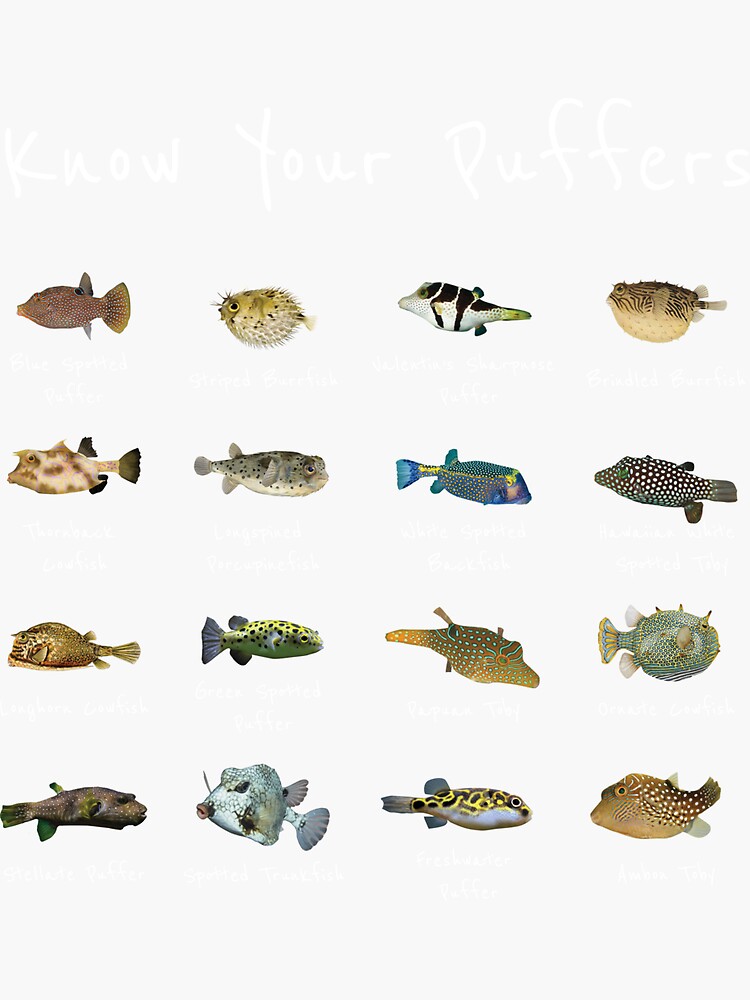 Puffer Fish Species Gift Marine Biology Diving Ocean Sticker for