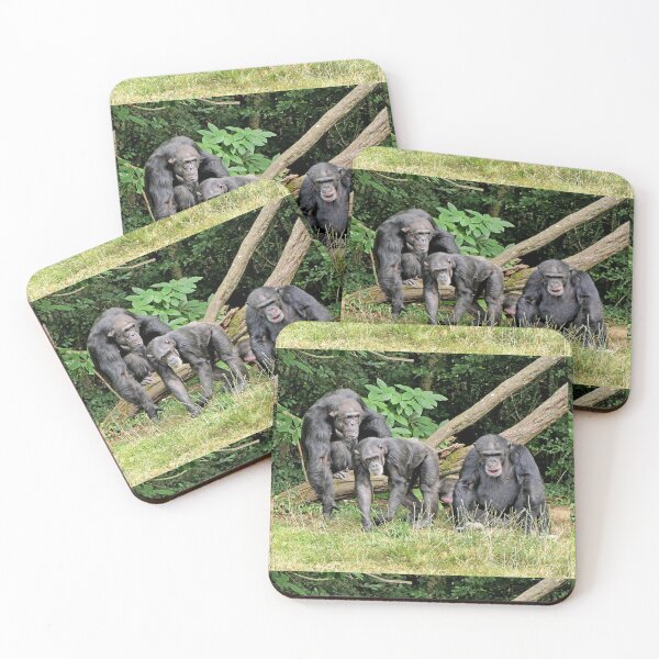 Item preview, vr 3391 / finition 2023  3 - Singes " Les Chimpanzés " Okaio Créations Olavia-Olao designed and sold by o.okaïo.