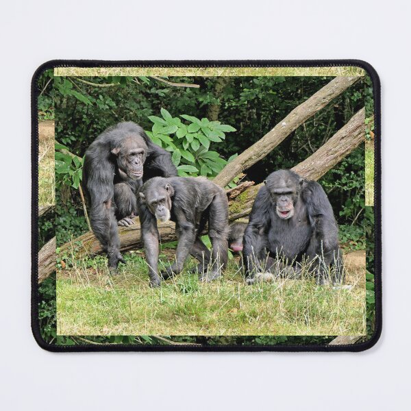 Item preview, vr 3391 / finition 2023  3 - Singes " Les Chimpanzés " Okaio Créations Olavia-Olao designed and sold by o.okaïo.
