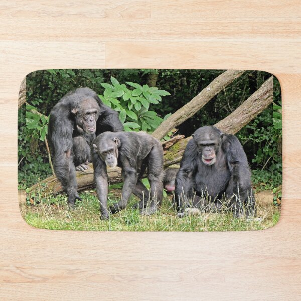 Item preview, vr 3391 / finition 2023  3 - Singes " Les Chimpanzés " Okaio Créations Olavia-Olao designed and sold by o.okaïo.