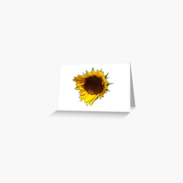 Field Guide to Sunflowers, No. 11, Blooming Flower  Greeting Card