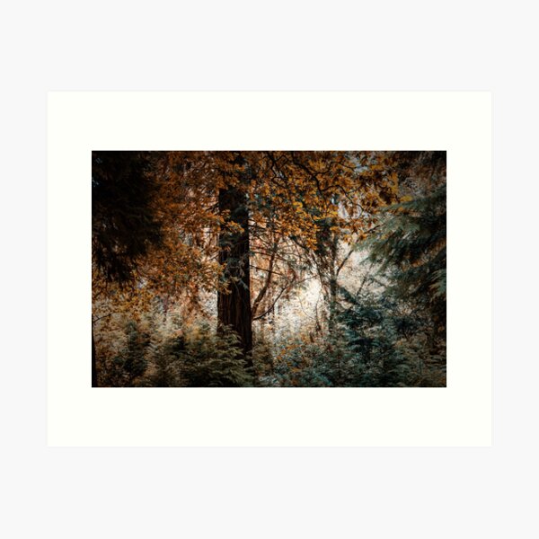 Item preview, A stroll in Bedgebury Forest designed and sold by Shona Eagles.