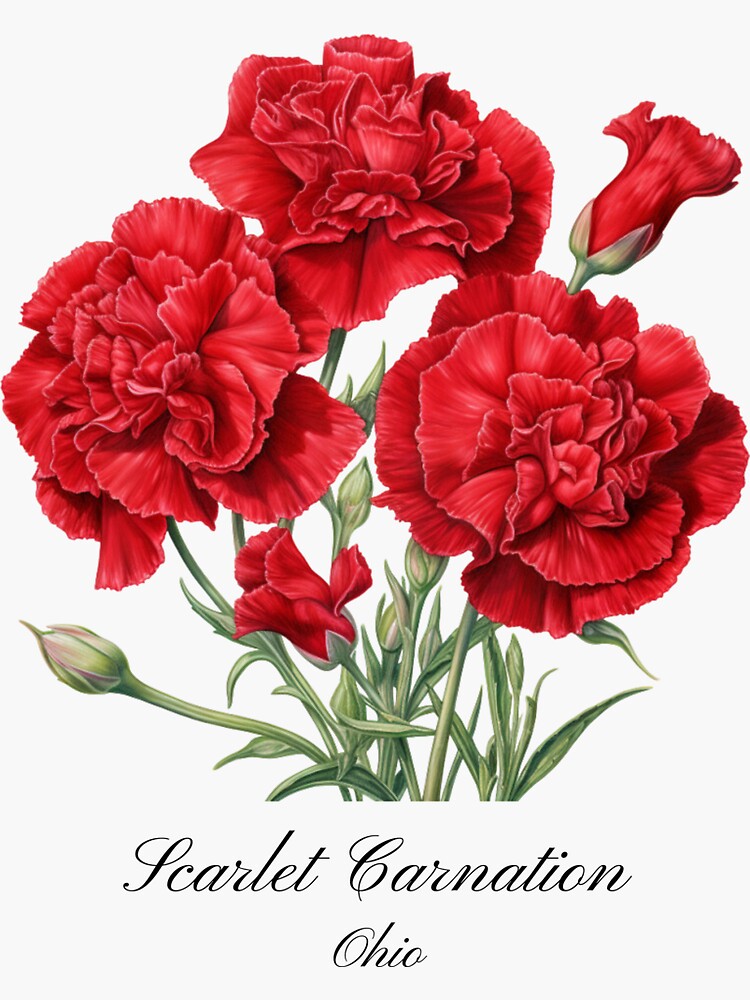 Ohio State Flower-Scarlet Carnation | Sticker