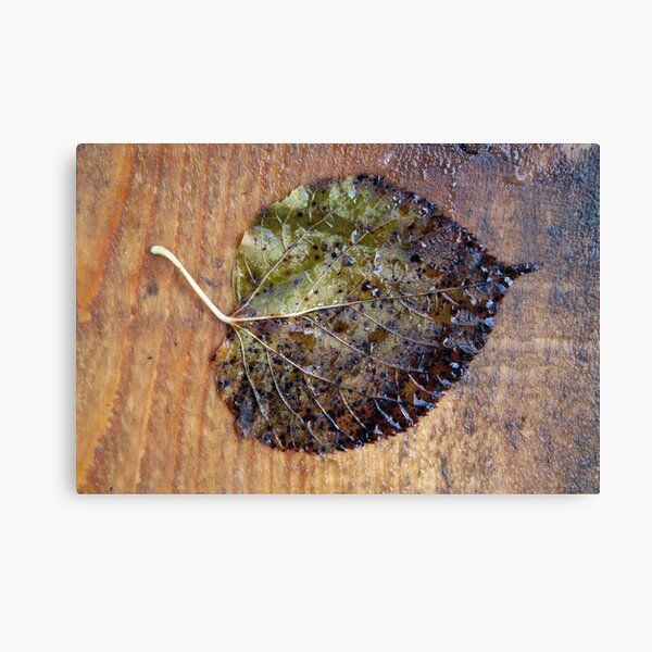 dying close to home Canvas Print
