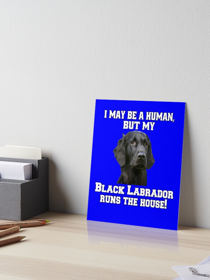 puede el labrador retriever ser negro