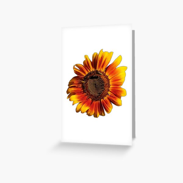 Field Guide to Sunflowers, No. 2, Crimson Queen Greeting Card