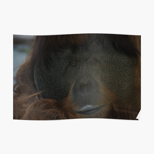 Male Orangutan Poster