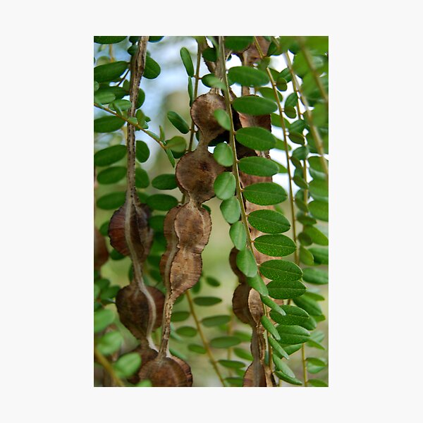 Kowhai seed pods and leaves Photographic Print