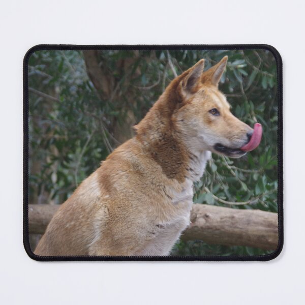 Item preview, Dingo designed and sold by lezvee.