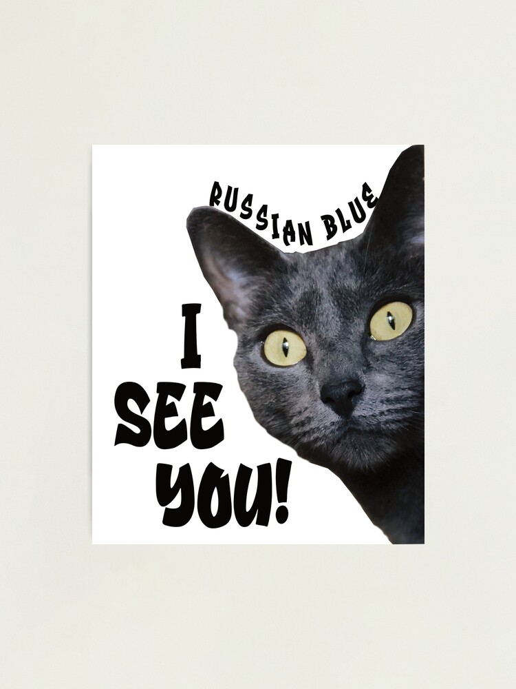 Funny Meme Russian Blue Cat