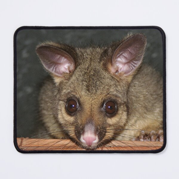 Item preview, Cute Australian Possum with big eyes designed and sold by FranWest.