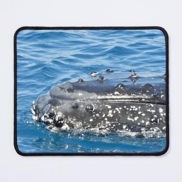 Item preview, Up close to Whales Hervey Bay Queensland designed and sold by Mark Grimsley.