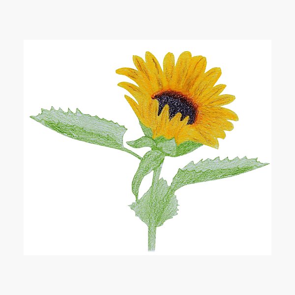 Sunflower Photographic Print