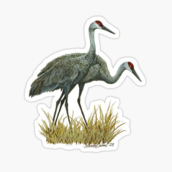 Item preview, Sandhill Cranes designed and sold by lbabiczart.