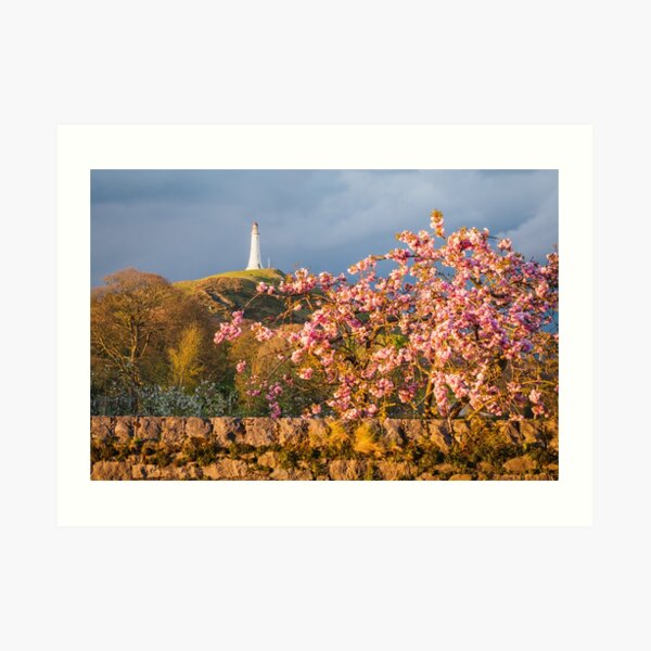 Hoad Blossom Art Print