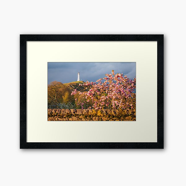 Hoad Blossom Framed Art Print