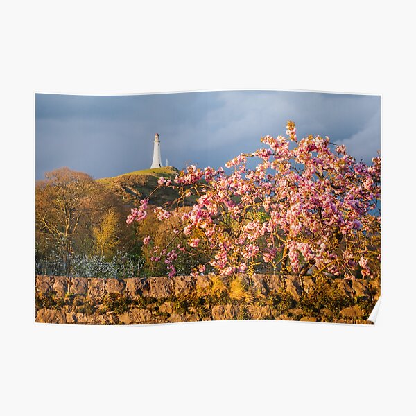 Hoad Blossom Poster