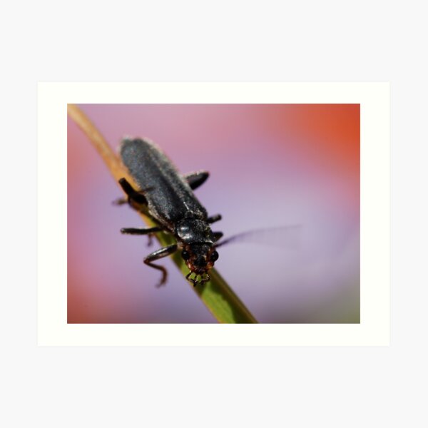 unknown insect Art Print