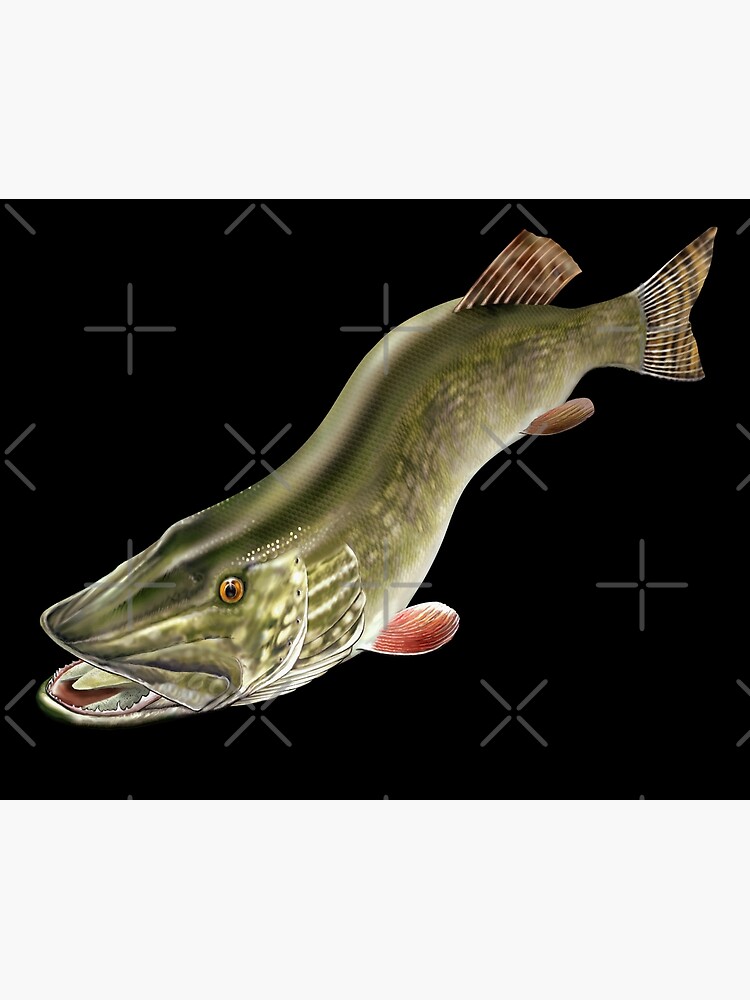 Trout Fish Illustration Fly Fishing Art Poster for Sale by Markus