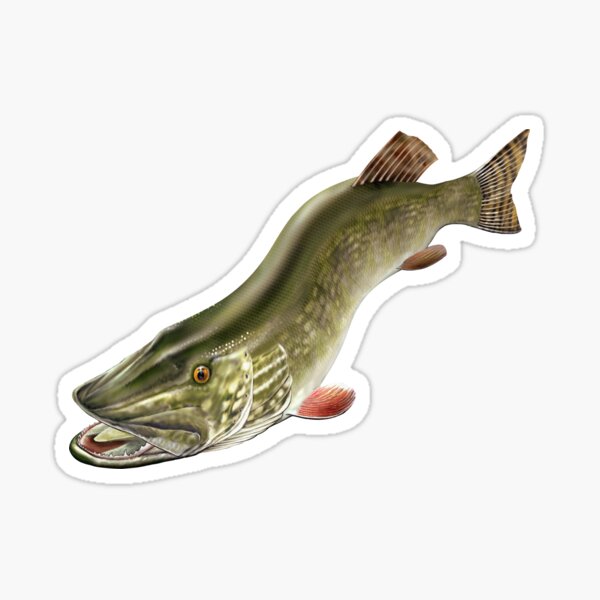 Northern Pike Stickers for Sale, Free US Shipping