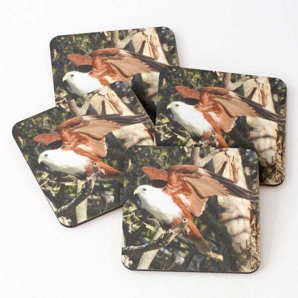 Item preview, brahminy kite take off designed and sold by Mark Grimsley.