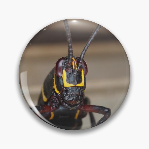 Item preview, Florida lubber grasshopper Romalea microptera nymph designed and sold by SDym Photography.