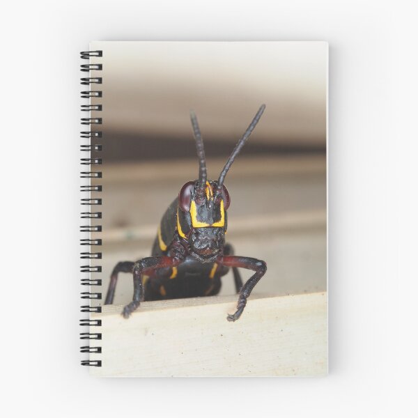 Item preview, Florida lubber grasshopper Romalea microptera nymph designed and sold by SDym Photography.