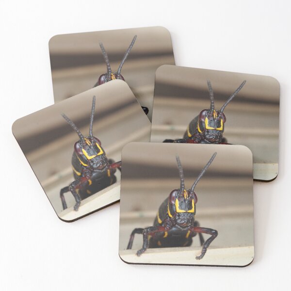 Item preview, Florida lubber grasshopper Romalea microptera nymph designed and sold by SDym Photography.