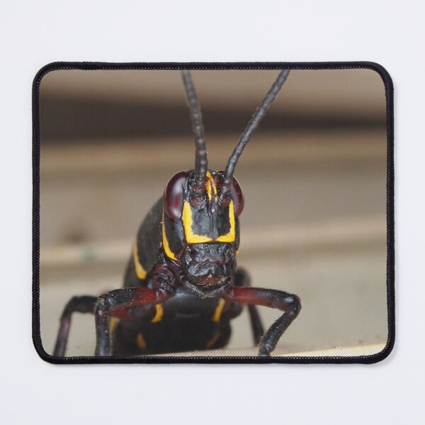 Item preview, Florida lubber grasshopper Romalea microptera nymph designed and sold by SDym Photography.