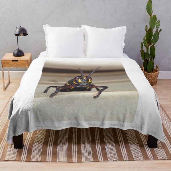 Item preview, Florida lubber grasshopper Romalea microptera nymph designed and sold by SDym Photography.