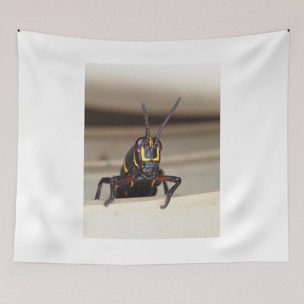 Item preview, Florida lubber grasshopper Romalea microptera nymph designed and sold by SDym Photography.