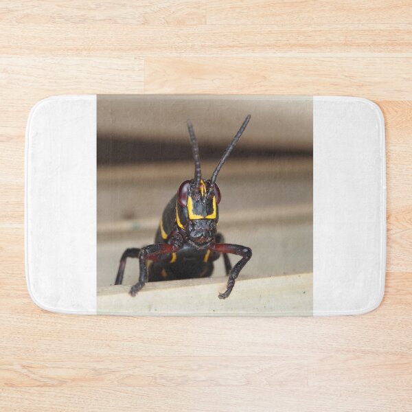 Item preview, Florida lubber grasshopper Romalea microptera nymph designed and sold by SDym Photography.