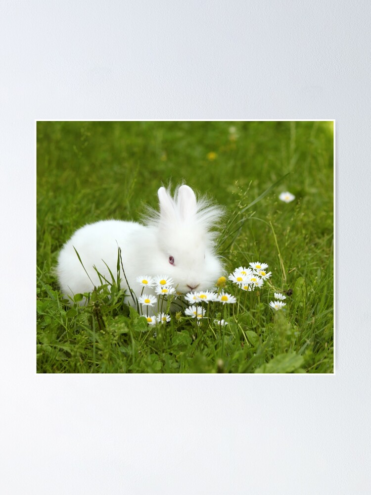white dwarf bunny