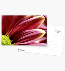 Macro Flower Postcards