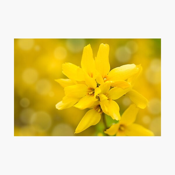 Item preview, Forsythia bright yellow flowers designed and sold by Arletta Cwalina.