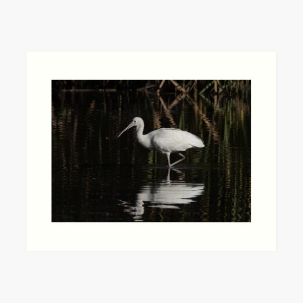 Item preview, White Ibis designed and sold by NarrabriCards.