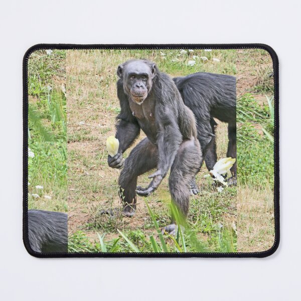 Item preview, vr 3392 / finition 2023 4 - Singes " Les Chimpanzés " Okaio Créations Olavia-Olao designed and sold by o.okaïo.