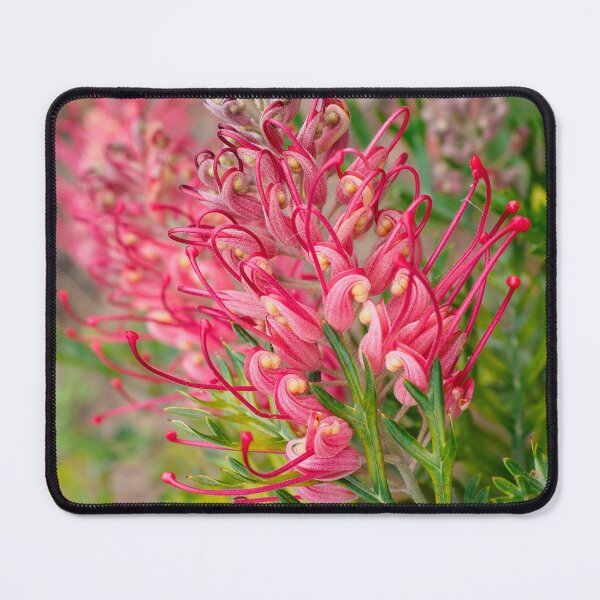 Item preview, Spider flower designed and sold by NarrabriCards.