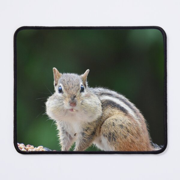 Item preview, A squirrel at the garden feeder designed and sold by Claude Laprise.