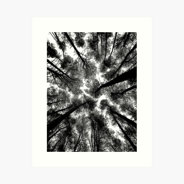 Wooded Trees looking up Art Print