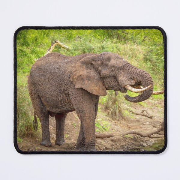 Item preview, Quenching a thirst designed and sold by Viv Thompson Photography .