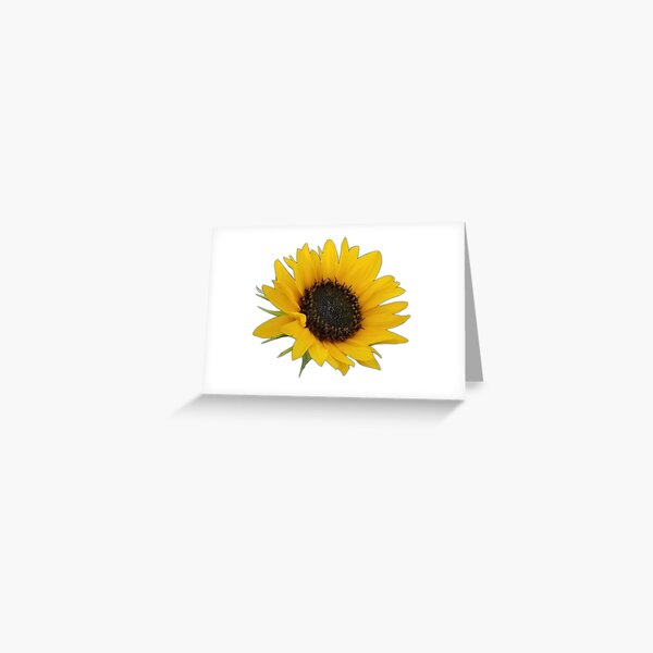Field Guide to Sunflowers, No. 1, Yellow Flower Greeting Card
